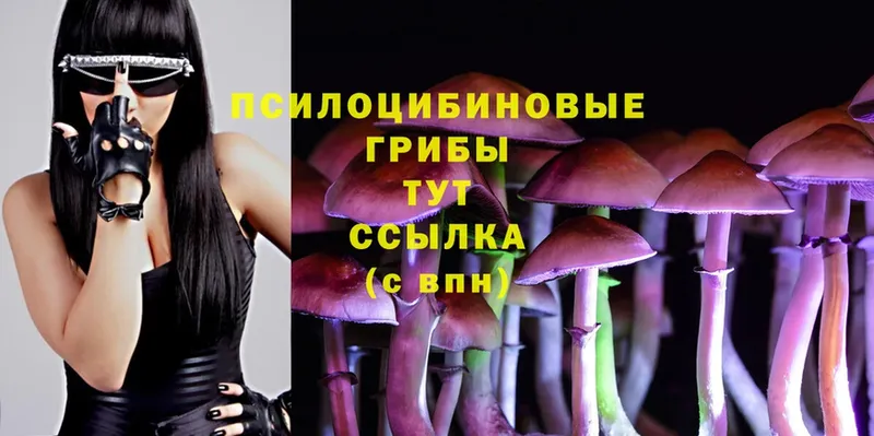 Псилоцибиновые грибы Psilocybe  наркота  Суоярви 